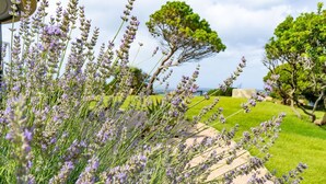 Un jardin agrémenté de plantes de lavande et d’un sentier.