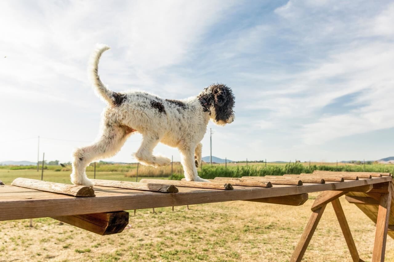 A dog walking on a wooden deck.