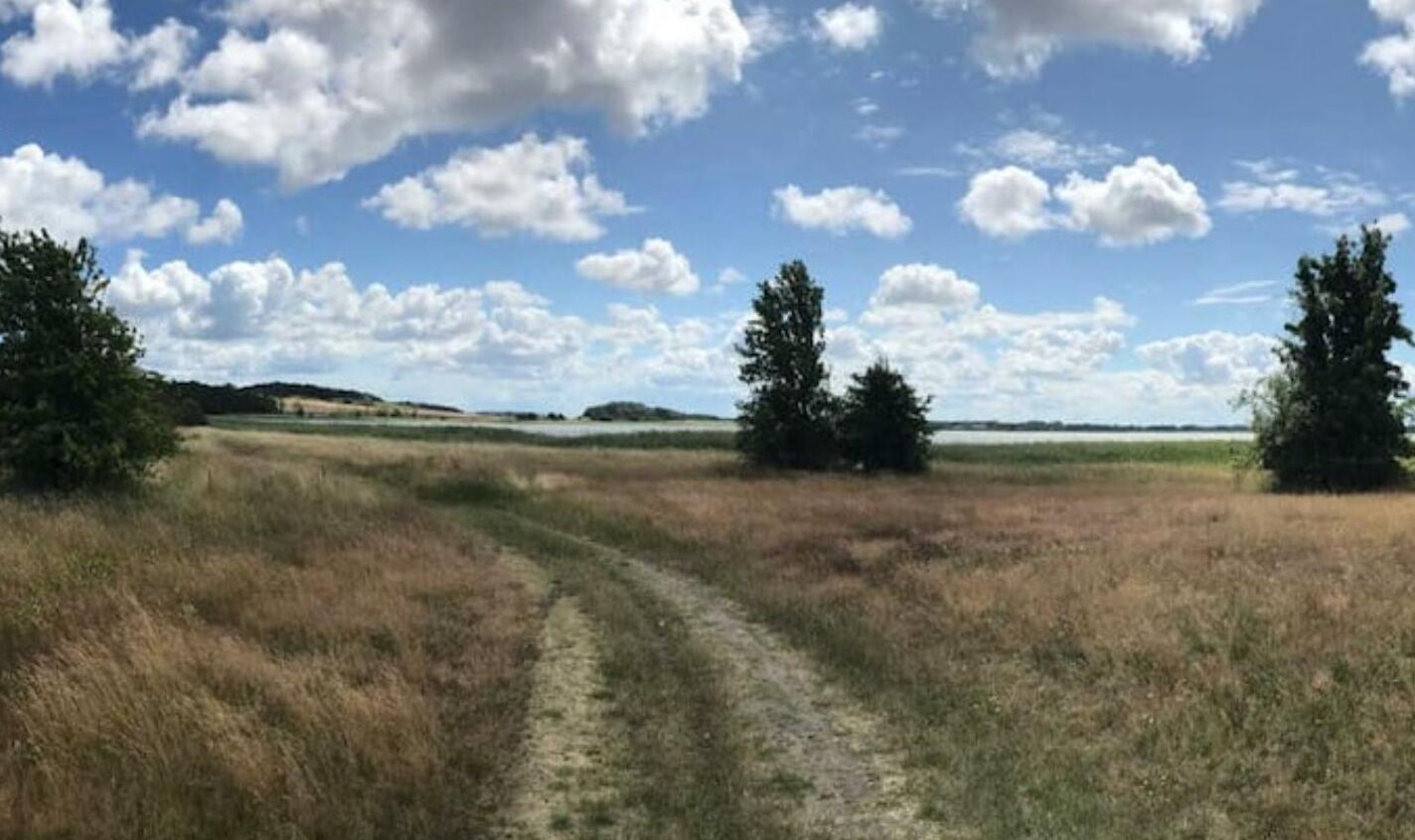 A dirt path leading through a grassy field with trees on either side.