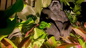 Una scala con ringhiera in metallo, circondata da piante verdi e una statua di gorilla.