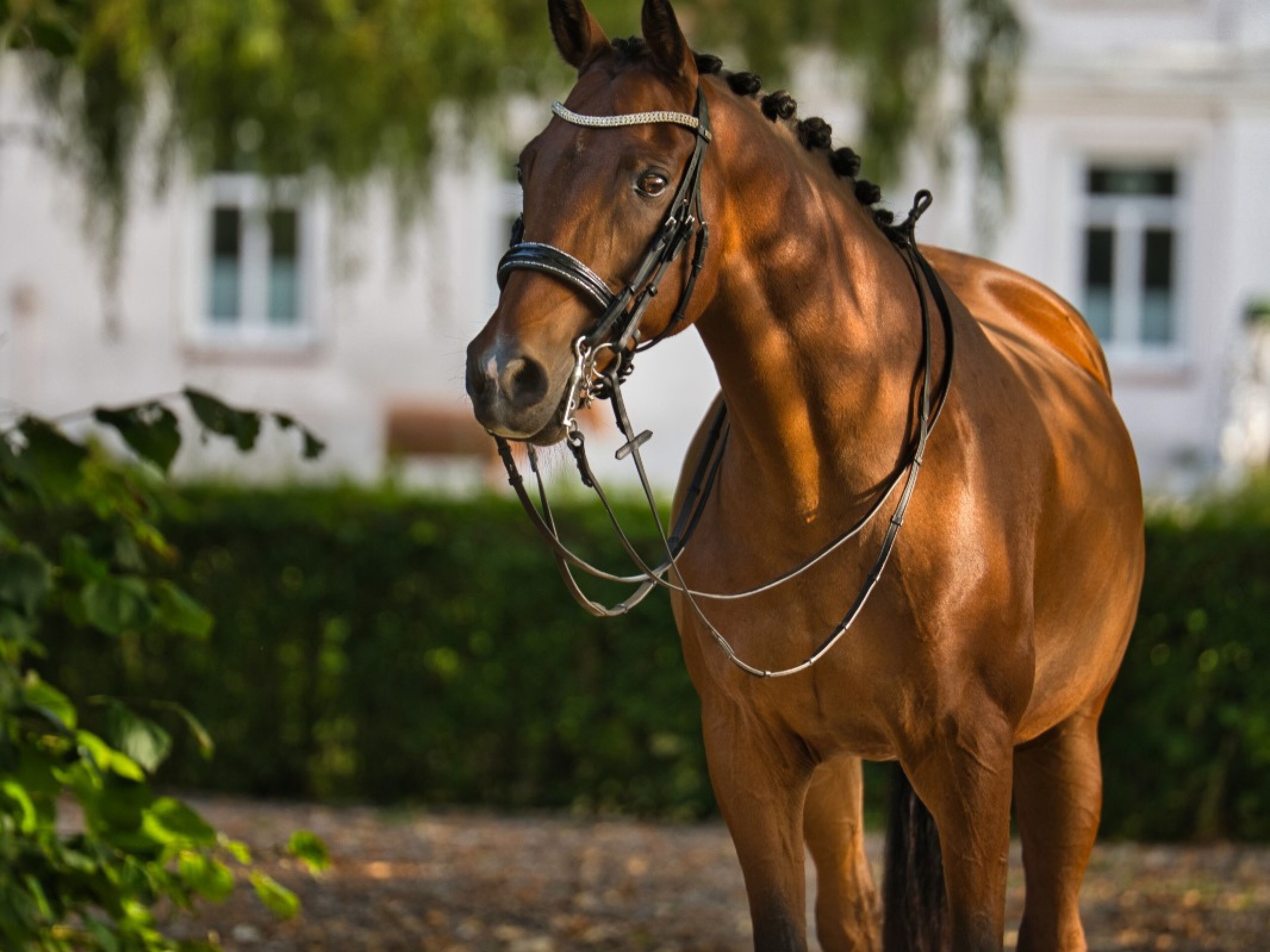 A horse with a bridle and reins, standing in front of a building with windows and a hedge.
