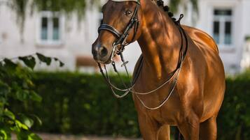 A horse with a bridle and reins, standing in front of a building with windows and a hedge.