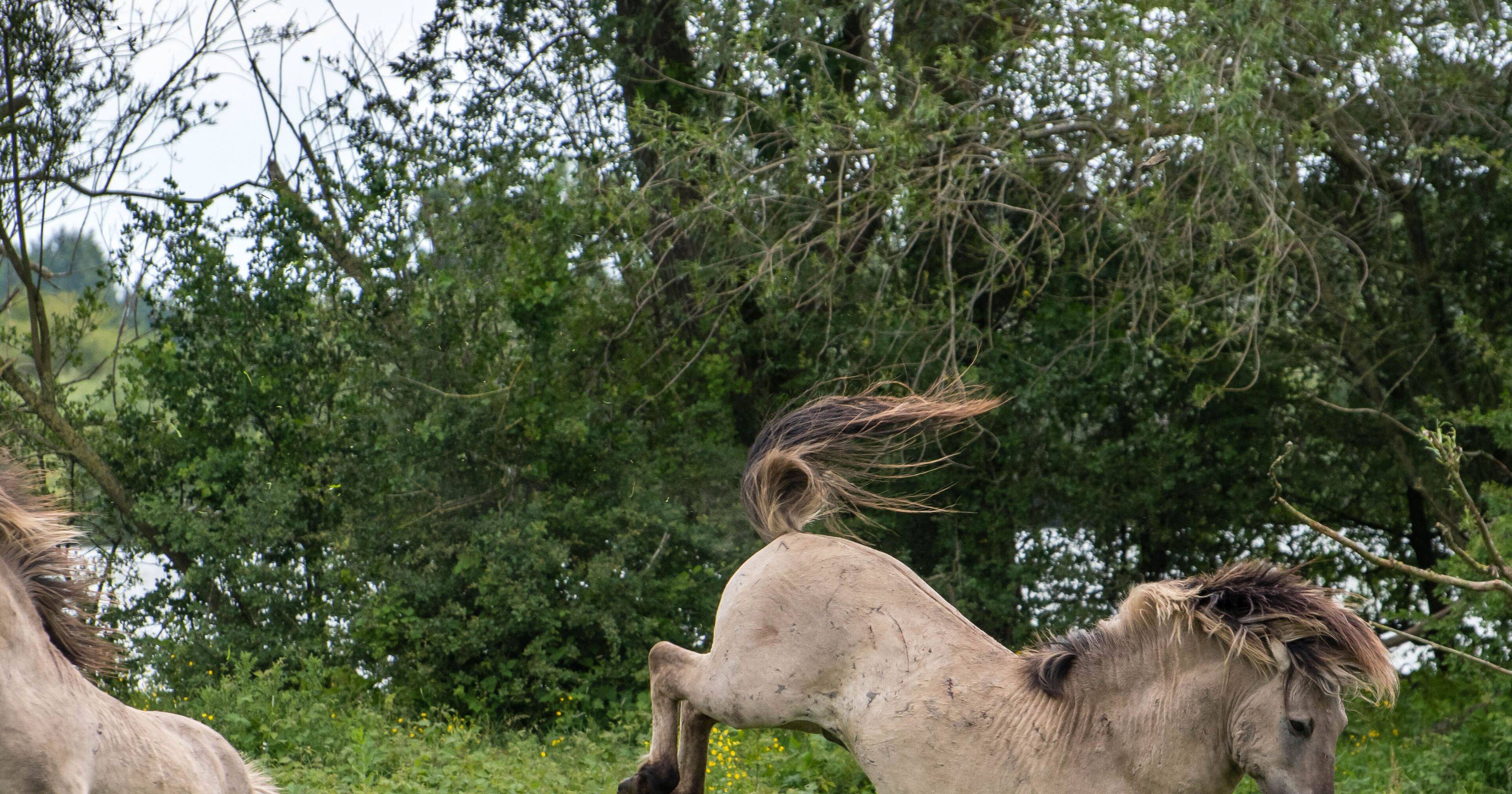 Un cavallo in un ambiente naturale, sullo sfondo alberi e vegetazione.