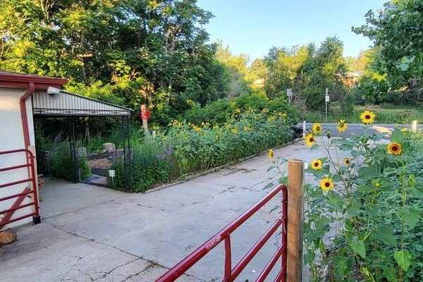 Summer Driveway