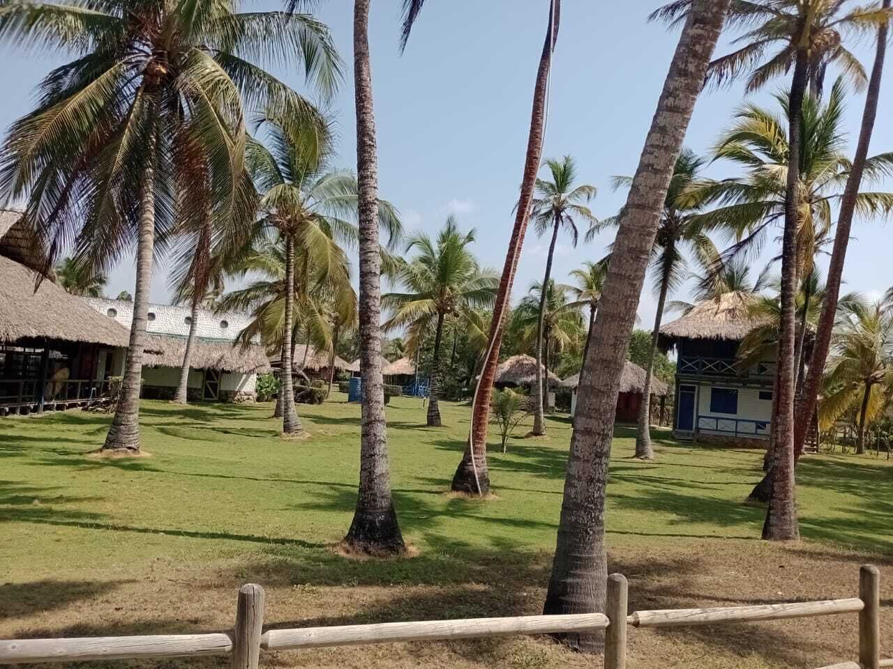 Un resort tropical con palmeras, cabañas de techo de paja y un césped.