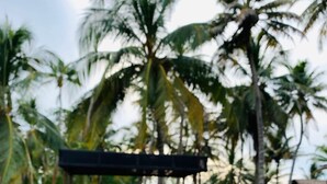 A hand holding a white mug with coffee, overlooking a wooden deck with a bench and palm trees in the background.