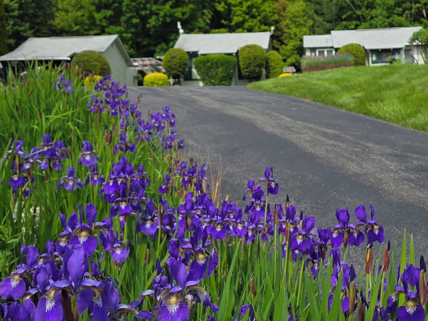 A rural road with purple iris flowers in the foreground.