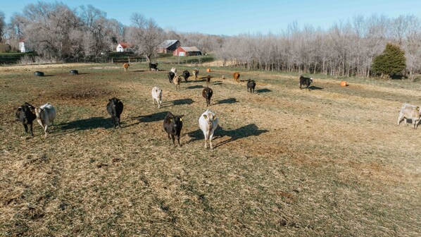 Say hello to our cattle herd. (2) - County Line Cabin by Beth (Basin)