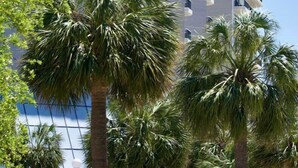 A tall hotel building with a prominent 'Carolina Winds' sign, surrounded by palm trees. - Coastal Retreat at Carolina Winds #2 + Pool (Myrtle Beach)