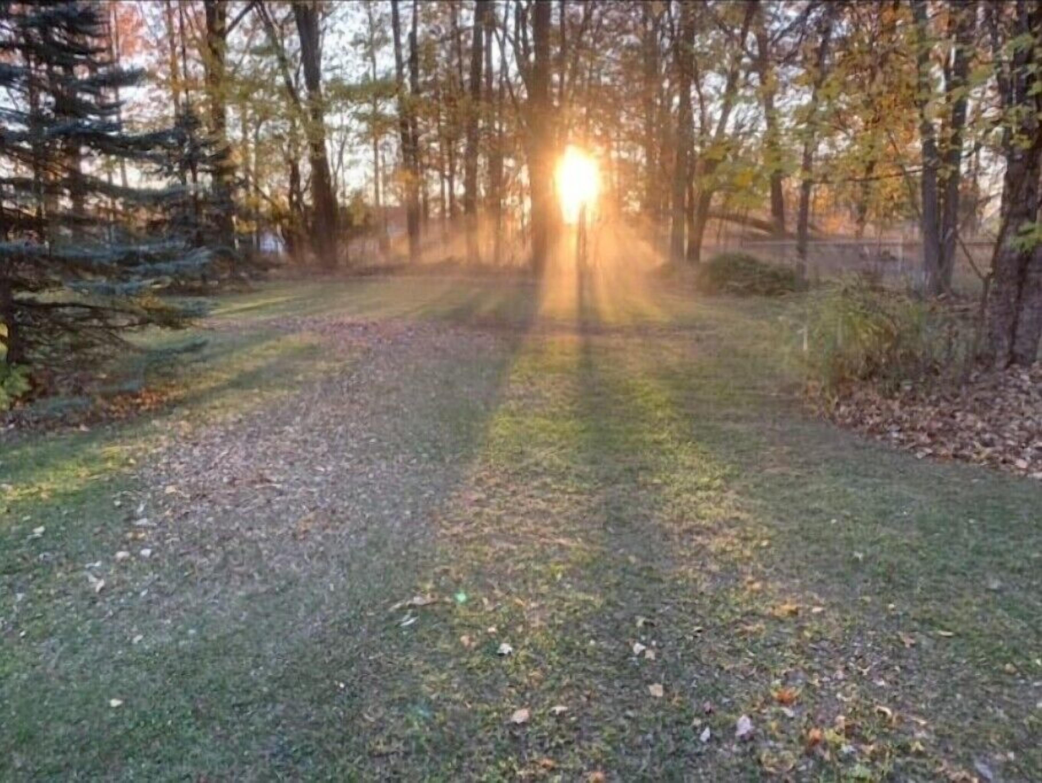 Un sentiero nella foresta, con la luce del sole che filtra tra gli alberi.