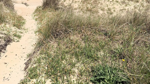 A sandy beach with a wooden fence and vegetation in the foreground. - Beach Side Studio #4 - Pet Friendly, WiFi, Off-Street Parking, Large Smart TV (Norfolk)