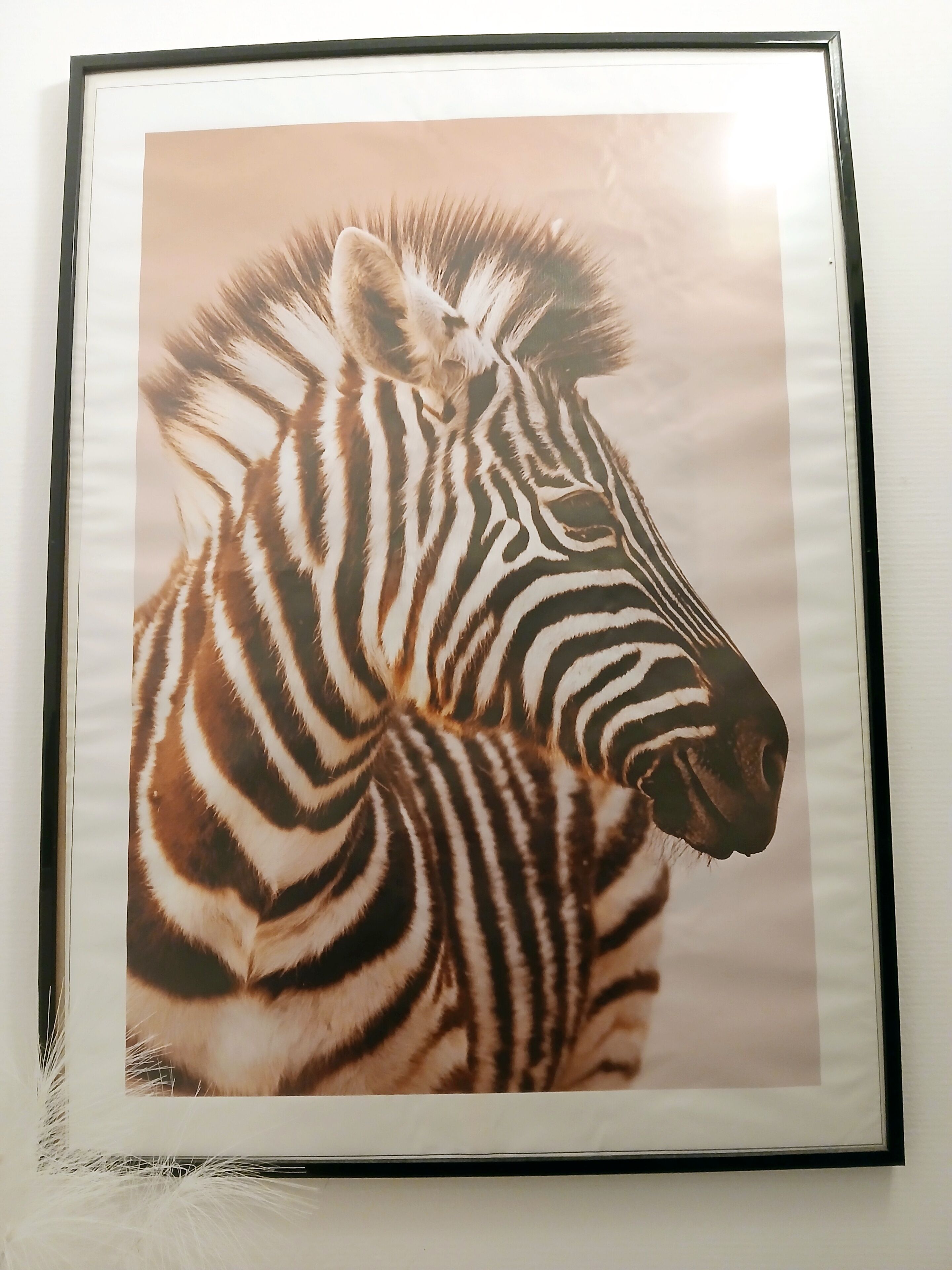 Une photographie encadrée d’un zèbre.