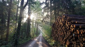 Une route forestière bordée d’un côté par des piles de troncs d’arbres.