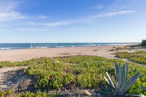 A beach with a sandy shore, green vegetation, and a clear blue sky.