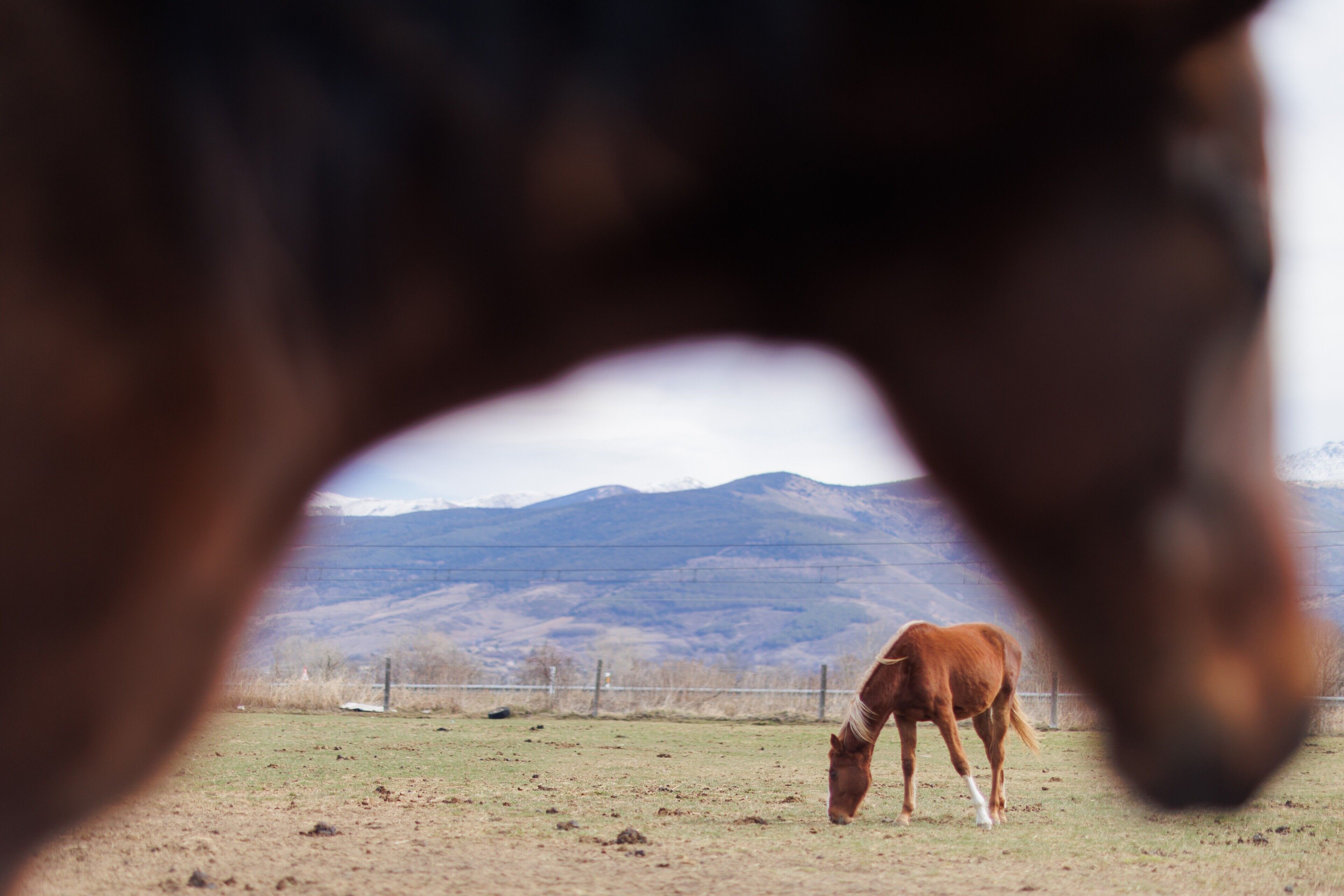 Un caballo pastando en un campo con montañas al fondo.