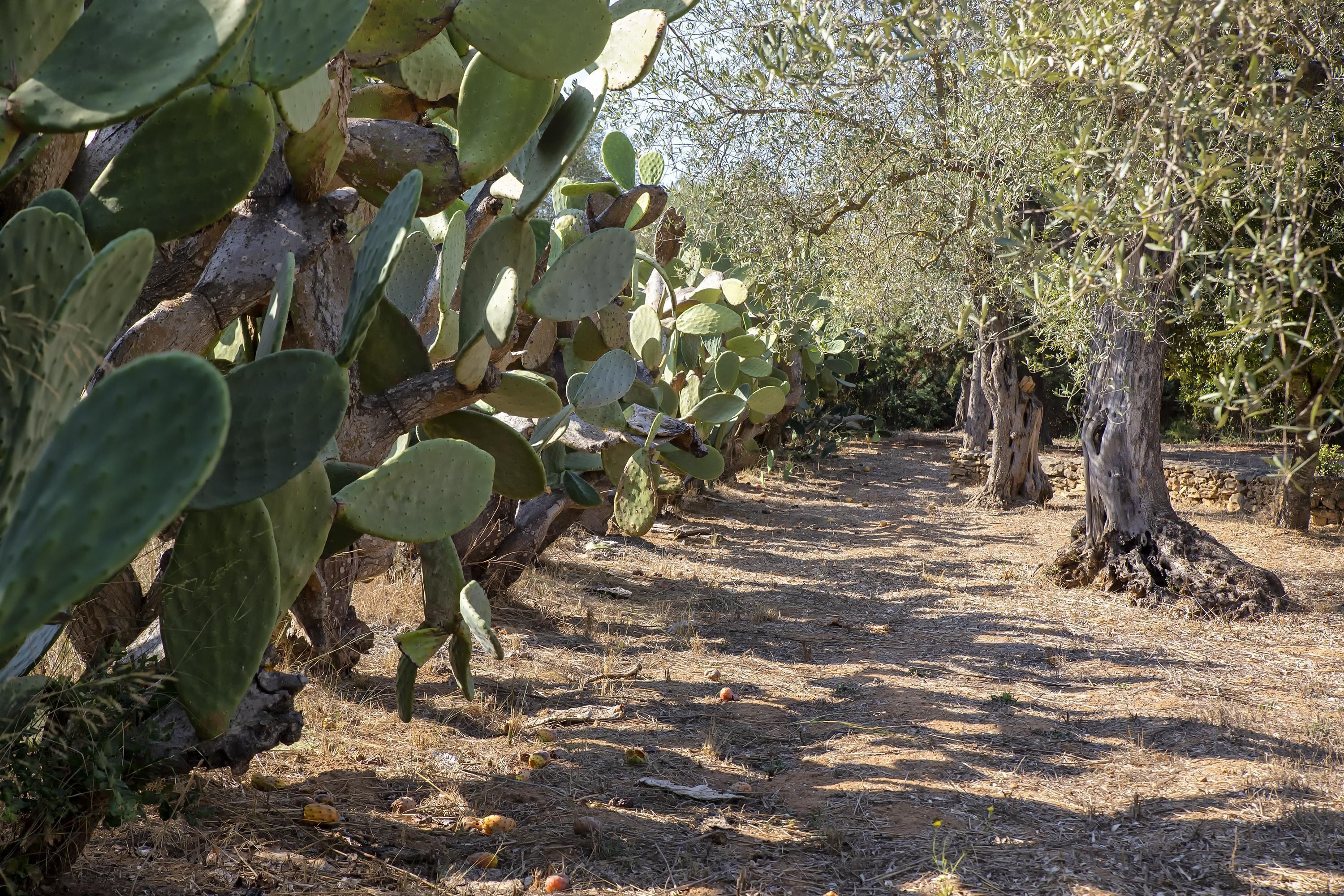 A cactus garden with a dirt path.