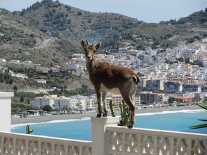 Property grounds - Villa "Estrella" with Sea Views, in the Countryside with Private Pool and For Families (Almuñécar)