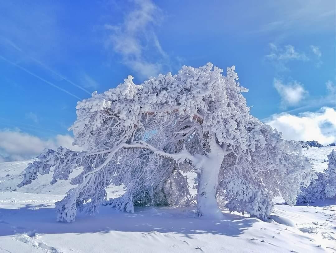 A snow-covered tree in a snowy landscape.