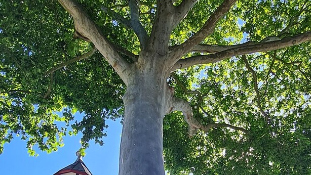 Ein traditionelles Fachwerkhäuschen mit einem großen Baum davor.
