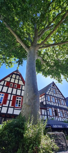 Schöne Ferienwohnung in Erpel Direkt am Rheinsteig. Kleine Haustiere Willkommen