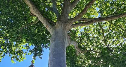 Schöne Ferienwohnung in Erpel Direkt am Rheinsteig. Kleine Haustiere Willkommen