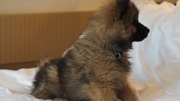 Een hond zit op een bed met witte lakens.
