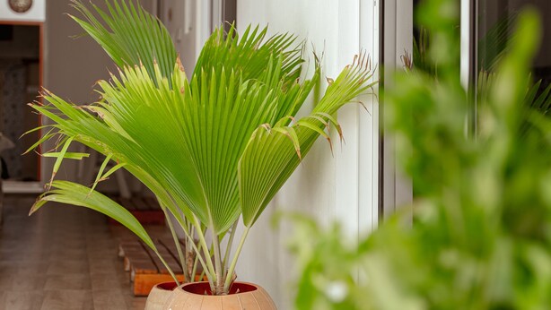 A hallway with a potted plant, a door, and a light fixture. - Holiday Crib (Dhiffushi)