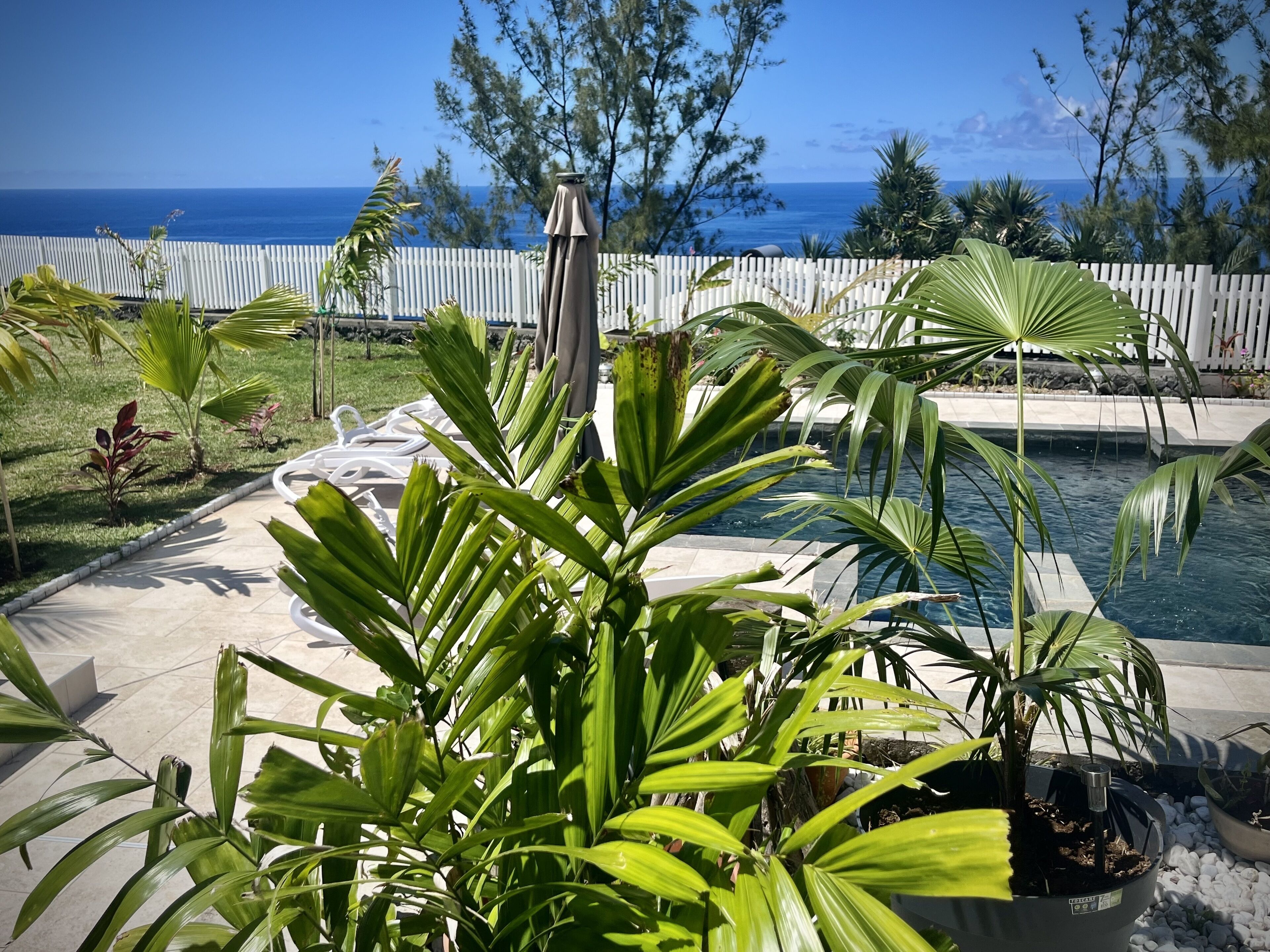 Zona de piscina con vista al océano, rodeada de palmeras y una valla blanca.