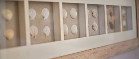 Una vitrina con diversas conchas.