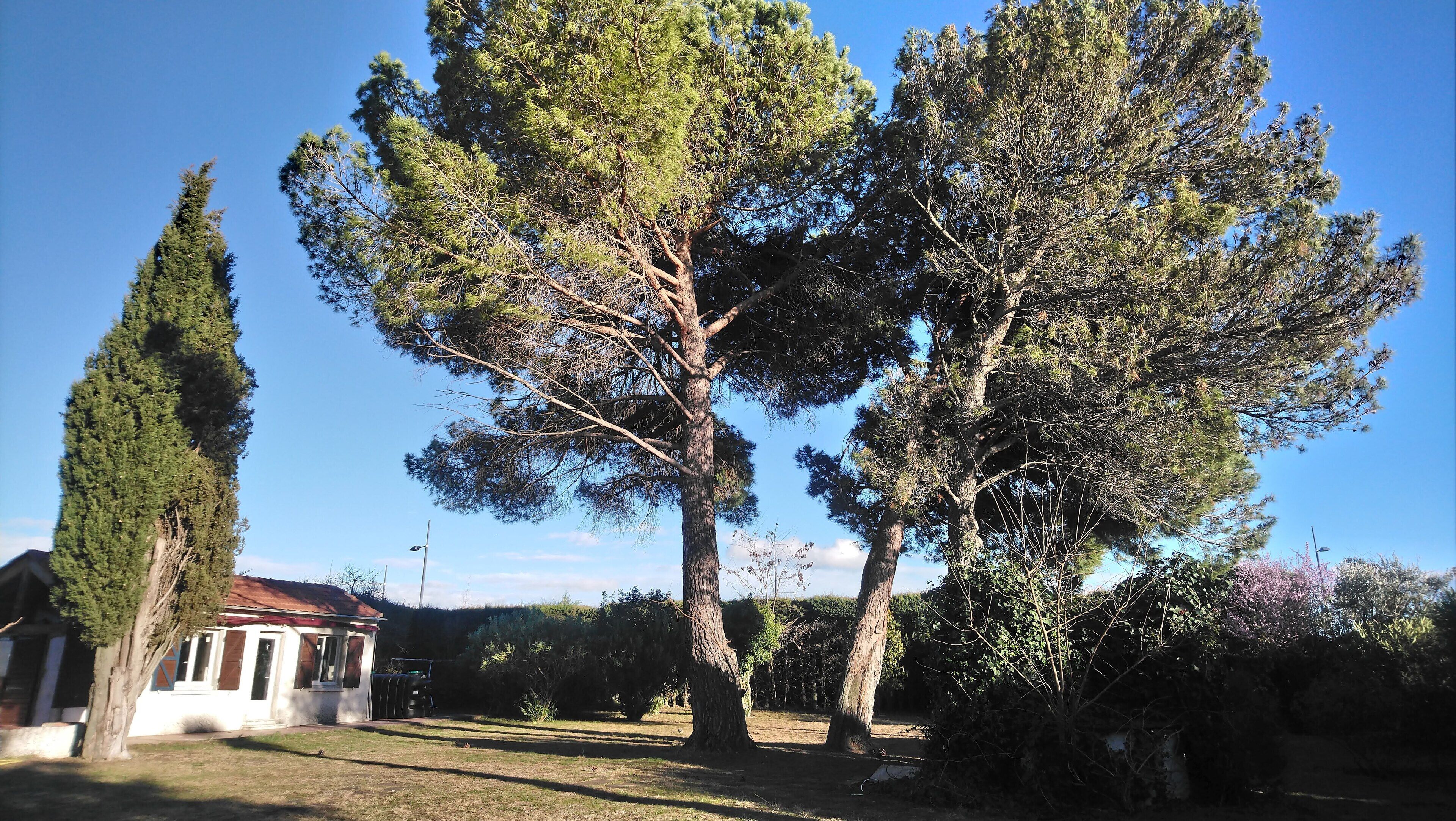 Une maison avec un petit jardin, entourée de grands arbres.