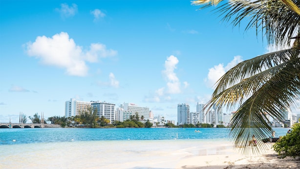 Una playa con agua azul cristalina, una palmera y un horizonte urbano al fondo.