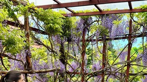 A covered outdoor seating area with a sofa and a table, surrounded by wisteria vines.