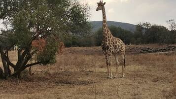 Game viewing