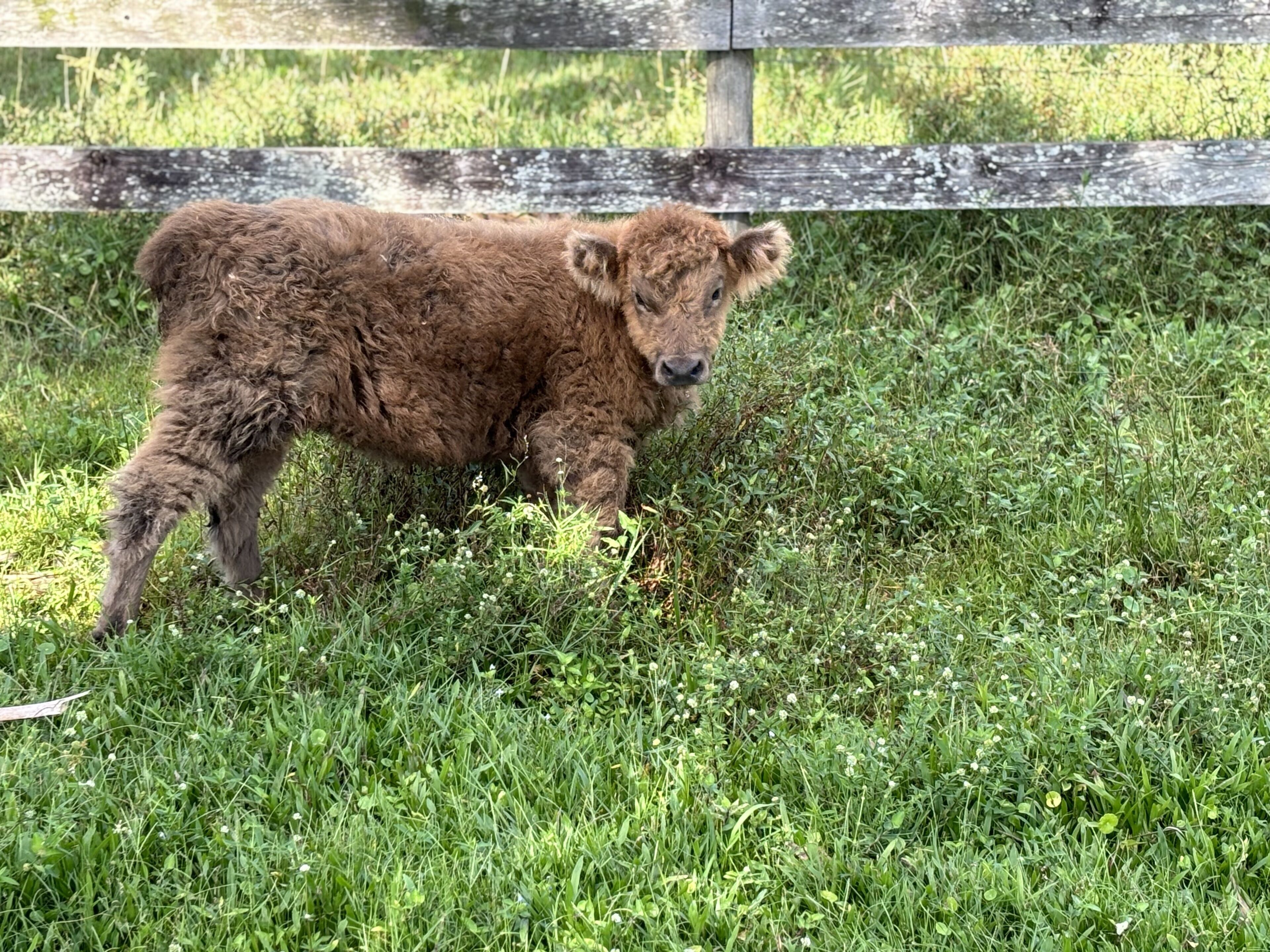 Ein Kälbchen steht auf einer Wiese, im Hintergrund eine Holzzahlung.
