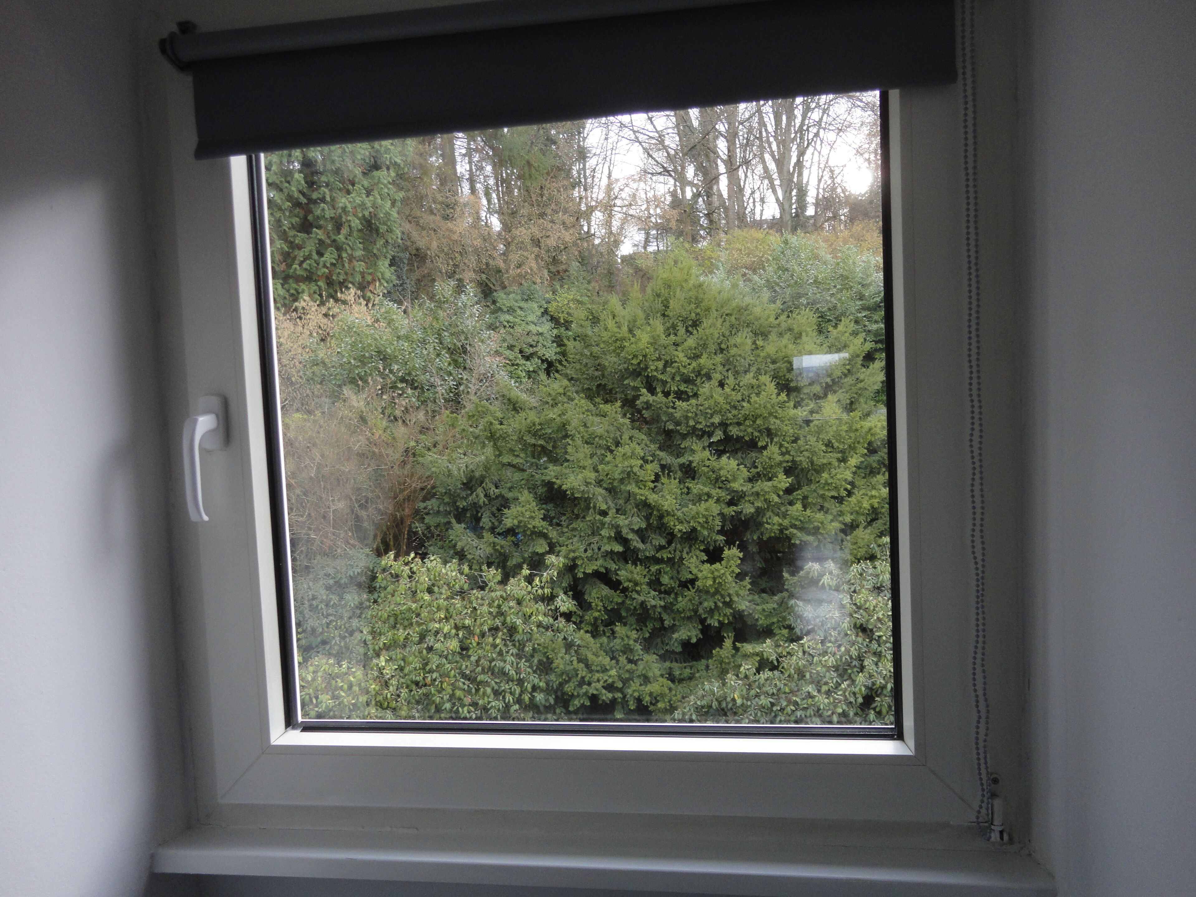 A window with a view of dense foliage and trees outside.