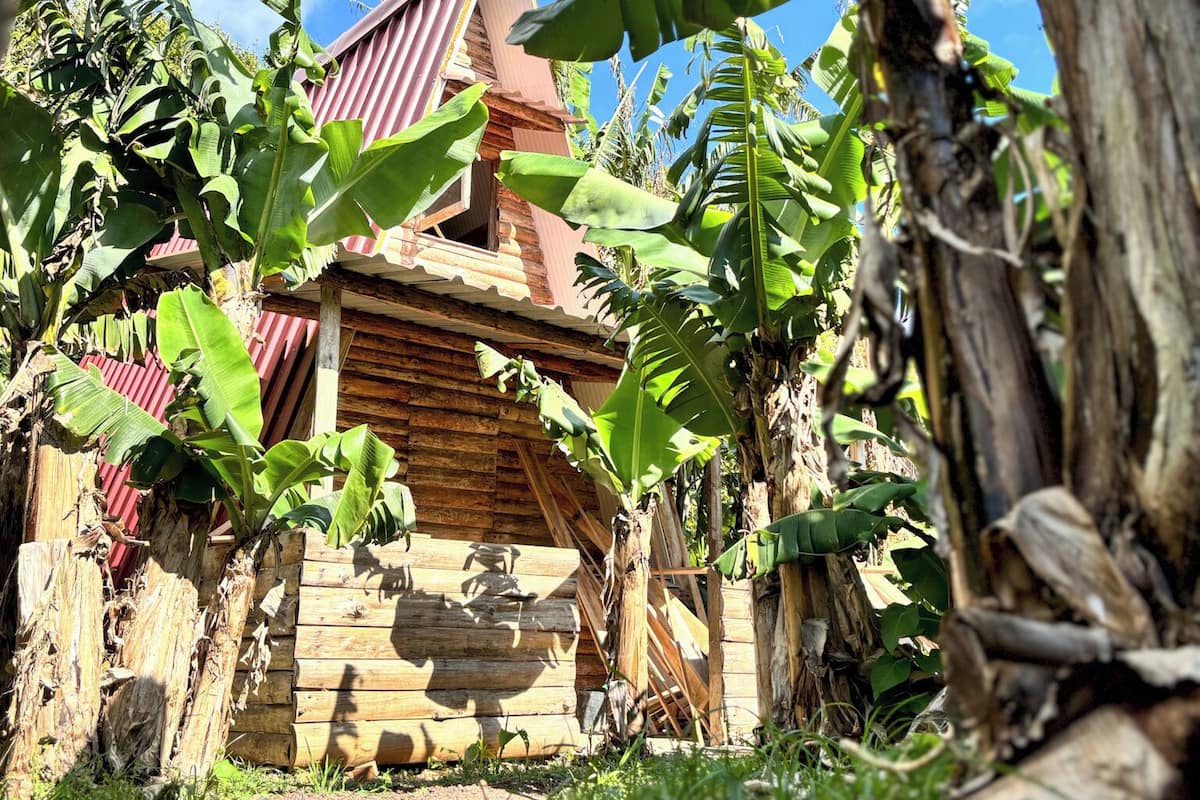 Une construction rustique en bois, dotée d’un toit en pente, entourée d’une végétation luxuriante de bananiers et d’un grand tronc d’arbre.