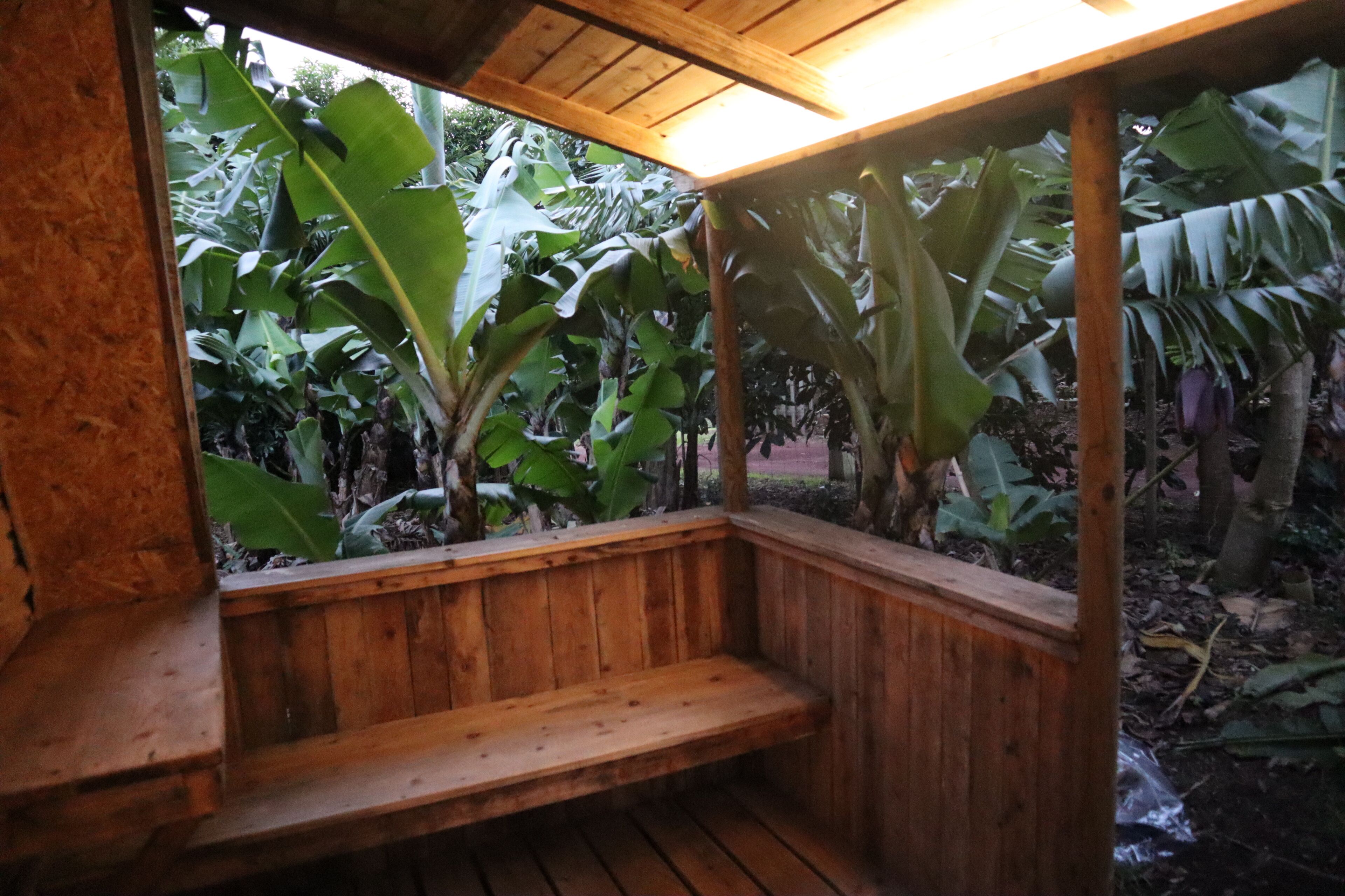 Un banc en bois, placé sous une structure également en bois, avec vue sur des plants de bananiers.