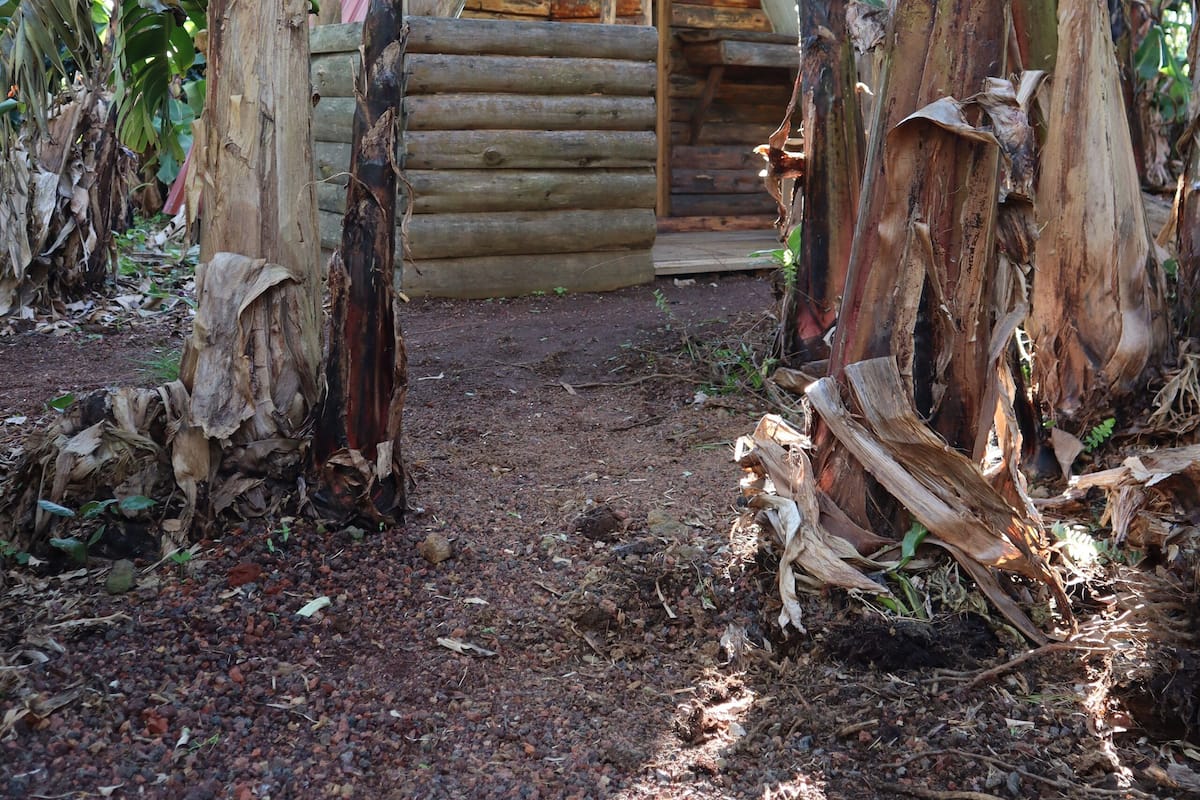 Une cabane rustique en rondins de bois, accessible par un sentier de terre, et entourée de bananiers.