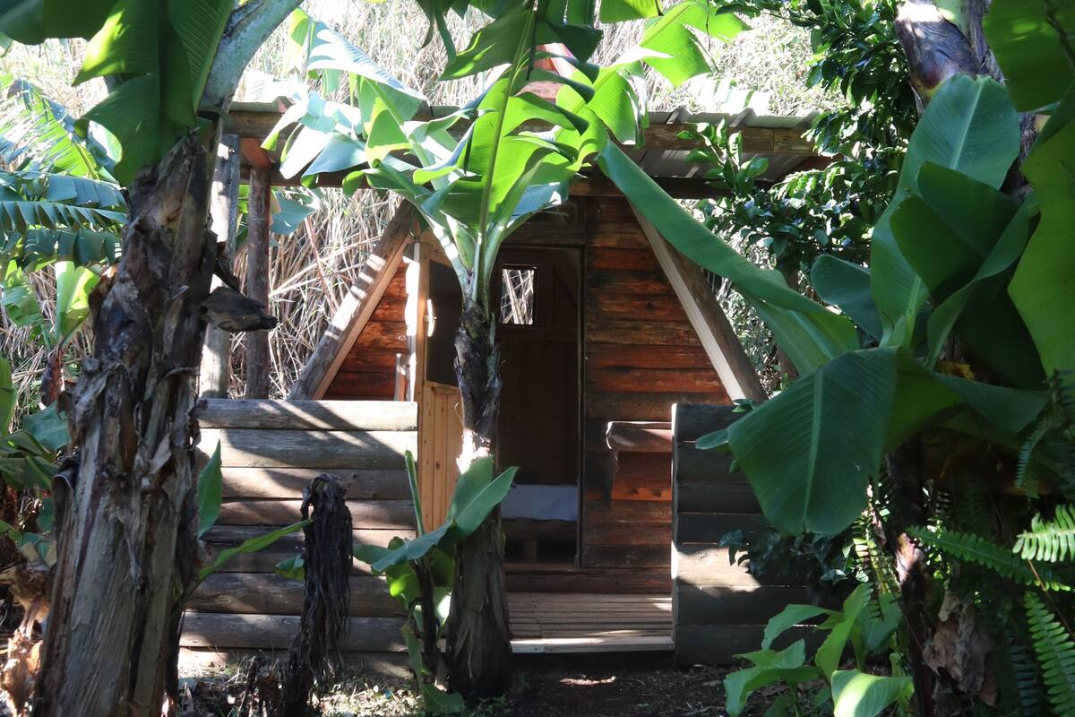 Cabin - Banana
