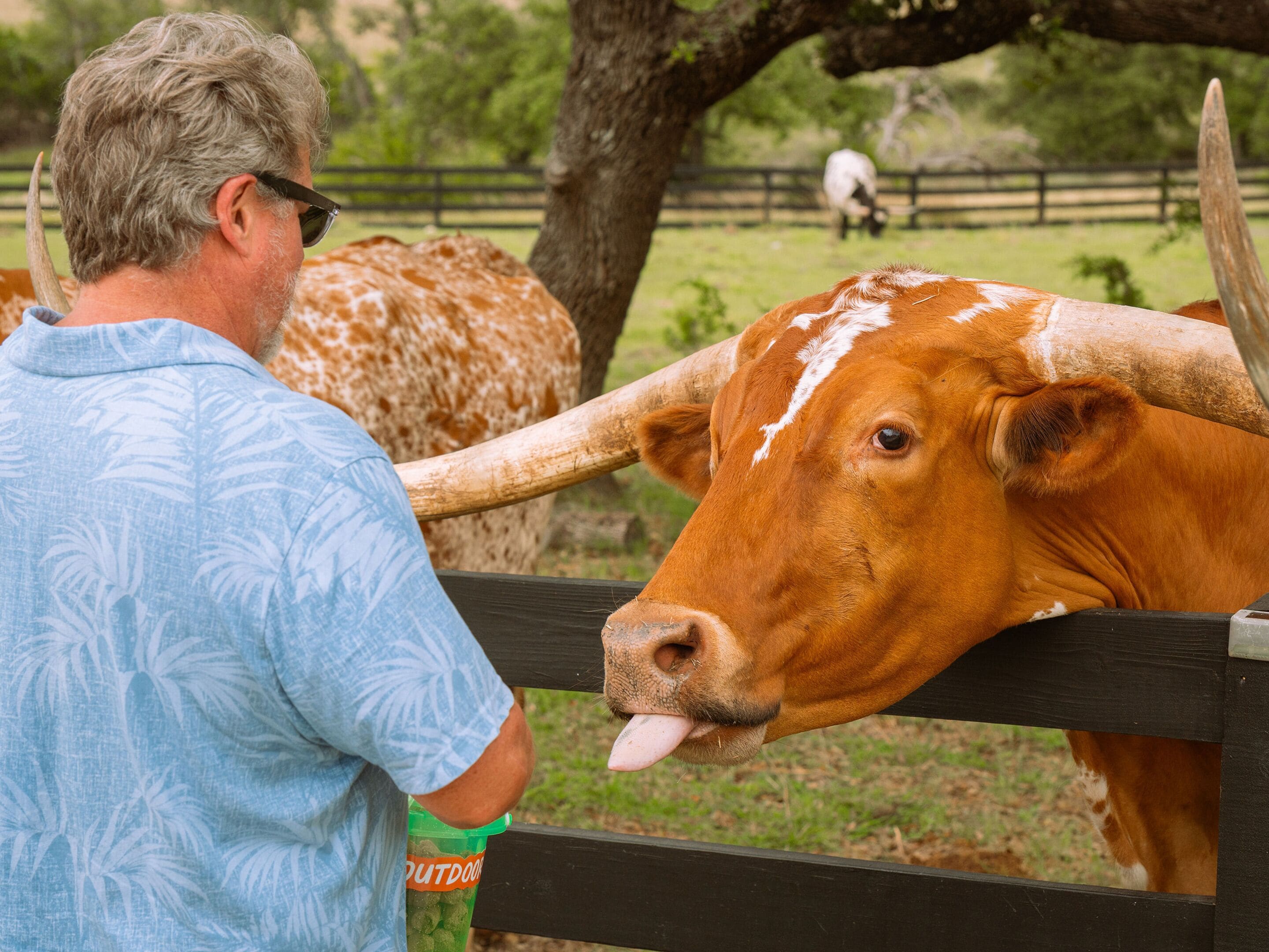 A man in a blue shirt leaning on a wooden fence, interacting with a cow.