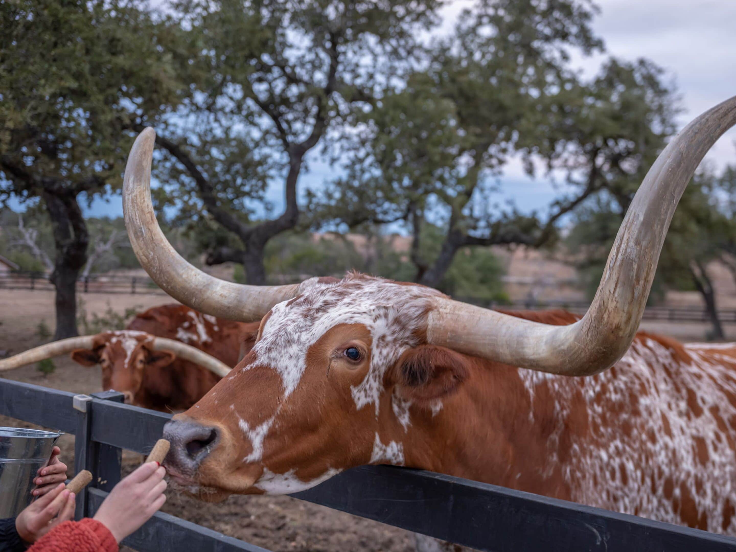 A cow with large horns and a person feeding it.