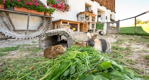 Two guinea pigs in a garden with a rustic building in the background.