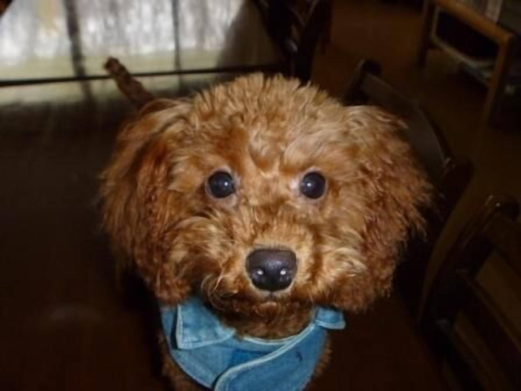 Animaux de compagnie acceptés