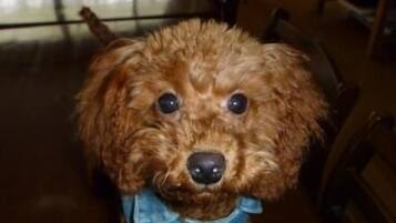 Animaux de compagnie acceptés