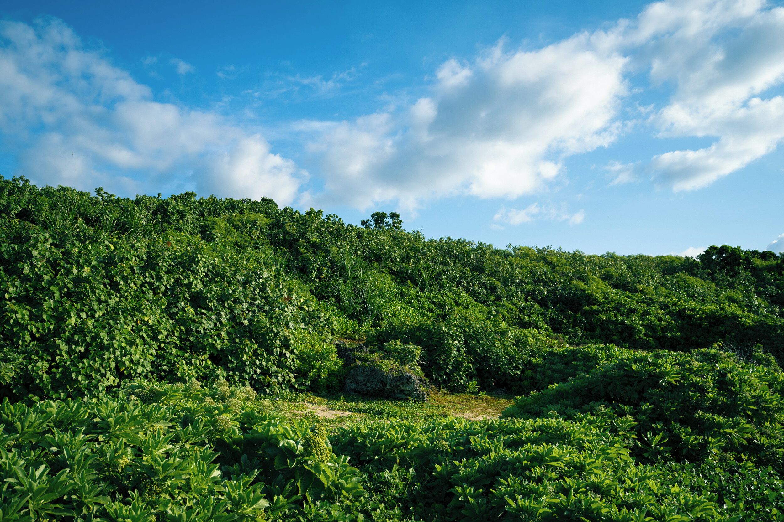 Een weelderig groen landschap met dichte begroeiing en een heldere blauwe lucht.