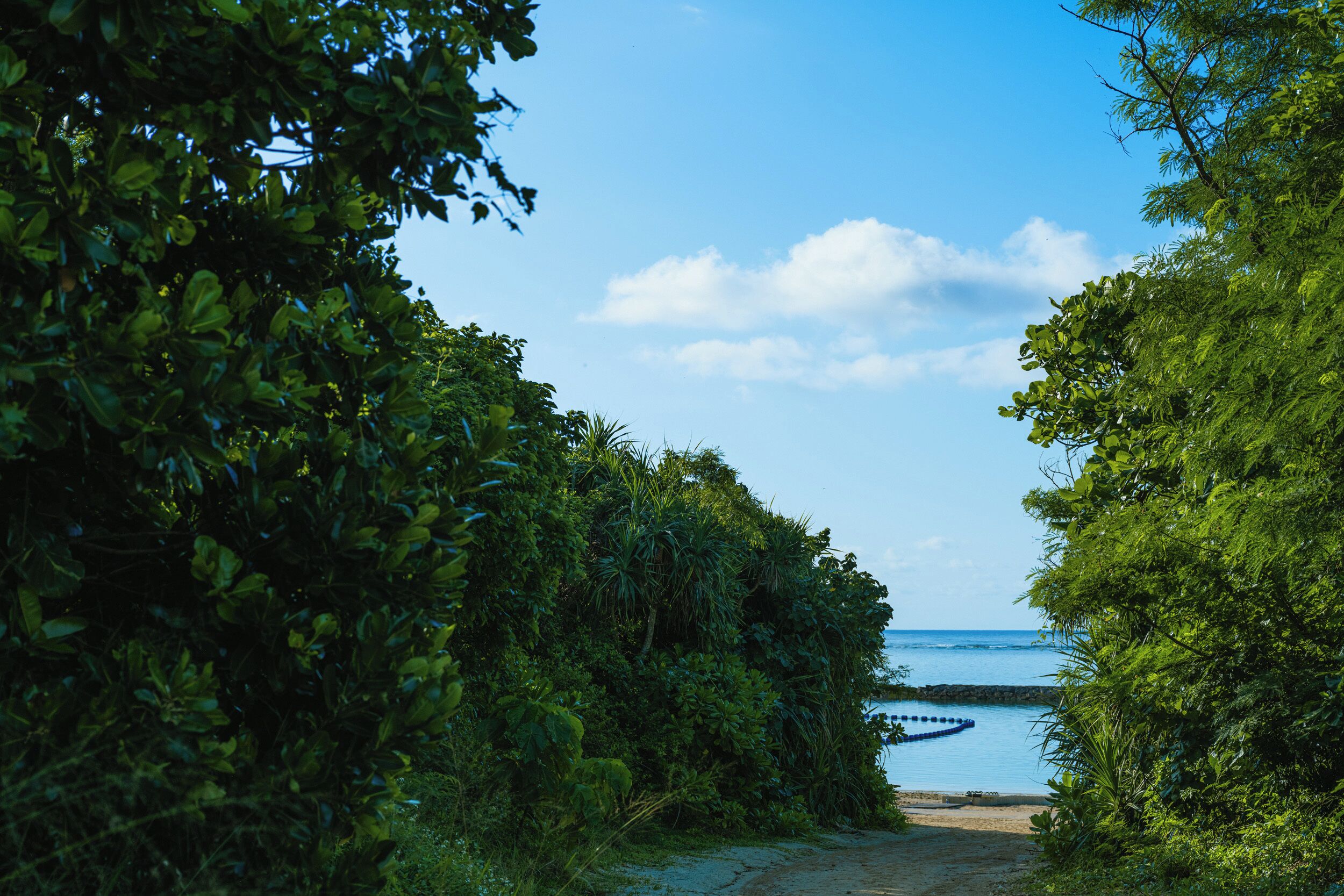 A pathway leading to a beach with dense foliage on both sides and a clear view of the ocean.