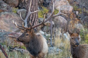 熨斗/熨衫板、Wi-Fi、床單