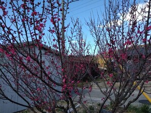 Miscellaneous - Minsuyku Sazanami (Nishio)