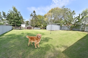 Een achtertuin met een hond, omheinde delen en bomen.
