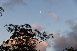 A tree silhouette against a twilight sky with a visible moon. - The Stables by Tiny Away (Palmwoods)